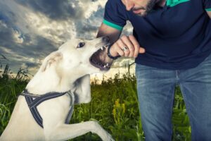 Arizona Dog Bite Injury Laws